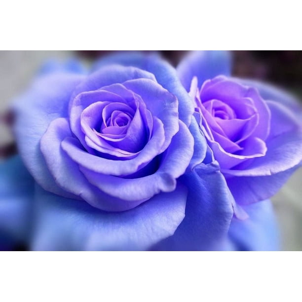 Details about 100pcs Purple Rose Climbing Rose Seeds Perennial Flower Garden Decor Home Plant Details about 100pcs Purple Rose Climbing Rose Seeds Perennial Flower Garden Decor Home Plant
